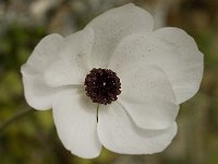 Ranunculus asiaticus 8, Saxifraga-Willem van Kruijsbergen