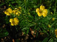 Ranunculus auricomus 14, Gulden boterbloem, Saxifraga-Ed Stikvoort