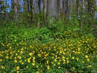 Ranunculus auricomus 18, Gulden boterbloem, Saxifraga-Ed Stikvoort