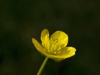 Ranunculus auricomus 2, Gulden boterbloem, Saxifraga-Jan van der Straaten