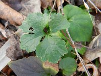 Ranunculus auricomus 24, Gulden boterbloem, Saxifraga-Rutger Barendse