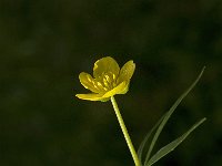 Ranunculus auricomus 3, Gulden boterbloem, Saxifraga-Jan van der Straaten