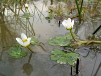 Ranunculus baudotii 1, Zilte waterranonkel, Saxifraga-Rutger Barendse