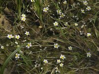 Ranunculus baudotii 3, Zilte waterranonkel, Saxifraga-Jan van der Straaten