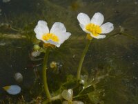 Ranunculus baudotii 7, Zilte waterranonkel, Saxifraga-Ed Stikvoort