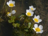 Ranunculus baudotii 8, Zilte waterranonkel, Saxifraga-Ed Stikvoort