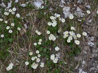Ranunculus bilobus 1, Saxifraga-Harry Jans
