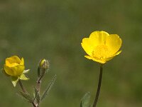 Ranunculus bulbosus 10, Knolboterbloem, Saxifraga-Jan van der Straaten