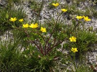 Ranunculus bulbosus 12, Knolboterbloem, Saxifraga-Peter Meininger