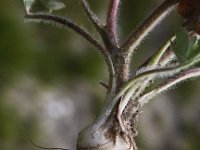 Ranunculus bulbosus 13, Knolboterbloem, Saxifraga-Peter Meininger