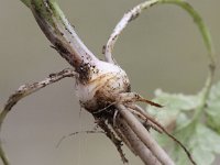 Ranunculus bulbosus 15, Knolboterbloem, Saxifraga-Peter Meininger