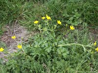 Ranunculus bulbosus 16, Knolboterbloem, Saxifraga-Peter Meininger