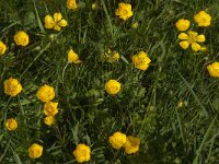 Ranunculus bulbosus 22, Knolboterbloem, Saxifraga-Jan van der Straaten