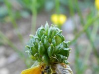 Ranunculus bulbosus 31, Knolboterbloem, Saxifraga-Rutger Barendse