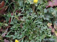Ranunculus bulbosus 33, Knolboterbloem, Saxifraga-Rutger Barendse