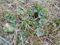 Ranunculus bulbosus 34, Knolboterbloem, Saxifraga-Rutger Barendse