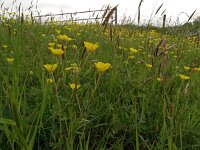 Ranunculus bulbosus 37, Knolboterbloem, Saxifraga-Hans Grotenhuis