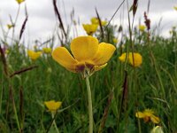 Ranunculus bulbosus 39, Knolboterbloem, Saxifraga-Hans Grotenhuis