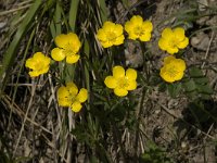 Ranunculus bulbosus 4, Knolboterbloem, Saxifraga-Jan van der Straaten