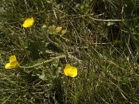 Ranunculus bulbosus 9, Knolboterbloem, Saxifraga-Willem van Kruijsbergen