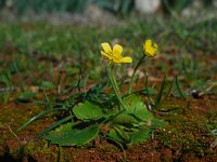 Ranunculus bullatus 1, Saxifraga-Ed Stikvoort