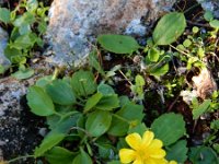 Ranunculus bullatus 3, Saxifraga-Ed Stikvoort