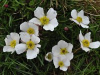 Ranunculus cacuminis 1, Saxifraga-Harry Jans