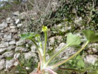 Ranunculus chius 1, Saxifraga-Jasenka Topic