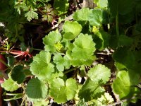 Ranunculus chius 2, Saxifraga-Jasenka Topic