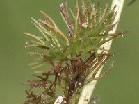 Ranunculus circinatus 2, Stijve waterranonkel, Saxifraga-Peter Meininger