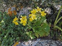 Ranunculus creticus 2, Saxifraga-Ed Stikvoort