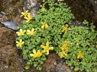 Ranunculus cupreus 1, Saxifraga-Harry Jans