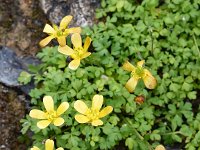 Ranunculus cupreus 2, Saxifraga-Harry Jans