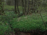 Ranunculus ficaria 23, Speenkruid, Saxifraga-Hans Boll