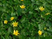 Ranunculus ficaria 30, Speenkruid, Saxifraga-Ed Stikvoort