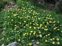 Ranunculus ficaria 39, Speenkruid, Saxifraga-Harry Jans