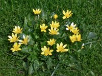 Ranunculus ficaria 40, Speenkruid, Saxifraga-Harry Jans