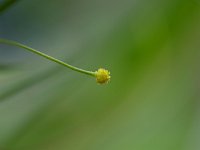 Ranunculus flammula 12, Egelboterbloem, Saxifraga-Rudmer Zwerver