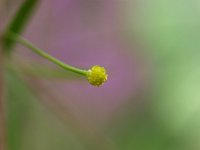 Ranunculus flammula 13, Egelboterbloem, Saxifraga-Rudmer Zwerver