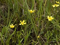 Ranunculus flammula 17, Egelboterbloem, Saxifraga-Willem van Kruijsbergen