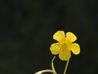 Ranunculus flammula 2, Egelboterbloem, Saxifraga-Jan van der Straaten