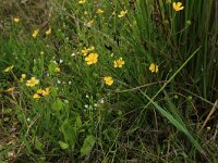 Ranunculus flammula 20, Egelboterbloem, Saxifraga-Hans Boll