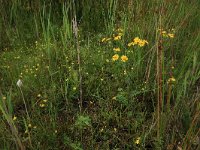 Ranunculus flammula 22, Egelboterbloem, Saxifraga-Hans Boll