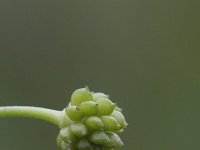 Ranunculus flammula 26, Egelboterbloem, Saxifraga-Rutger Barendse