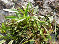 Ranunculus flammula 27, Egelboterbloem, Saxifraga-Rutger Barendse