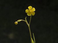 Ranunculus flammula 3, Egelboterbloem, Saxifraga-Jan van der Straaten
