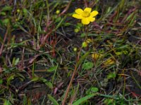 Ranunculus flammula 34, Egelboterbloem, Saxifraga-Ed Stikvoort