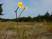 Ranunculus flammula 35, Egelboterbloem, Saxifraga-Ed Stikvoort