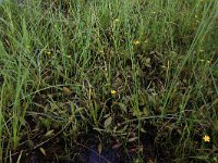 Ranunculus flammula 39, Egelboterbloem, Saxifraga-Hans Boll