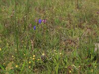 Ranunculus flammula 42, Egelboterbloem, Saxifraga-Hans Boll